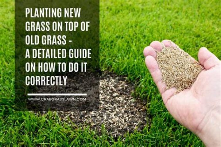 Do you need to put anything over grass seed?