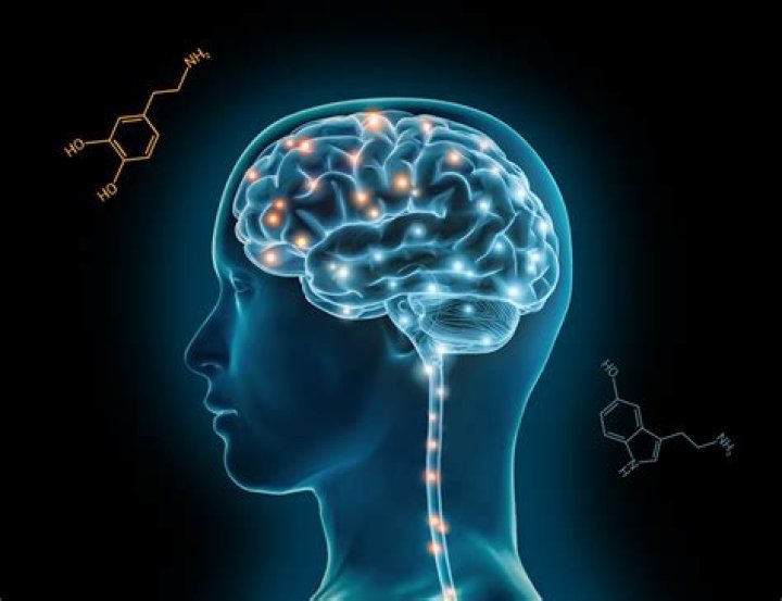 Does Adderall permanently change brain chemistry?