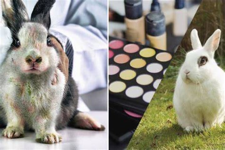 Does Chanel test on animals 2020?