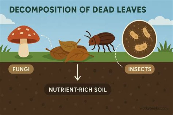 Does PLA decompose in soil?
