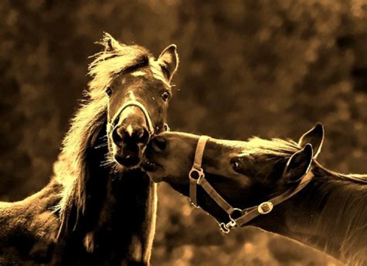 How do horses kiss people?