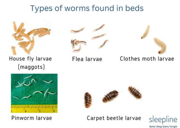 How do I get rid of larvae worms?
