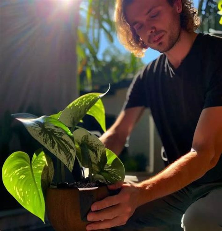 How do I know if my pothos has root rot?