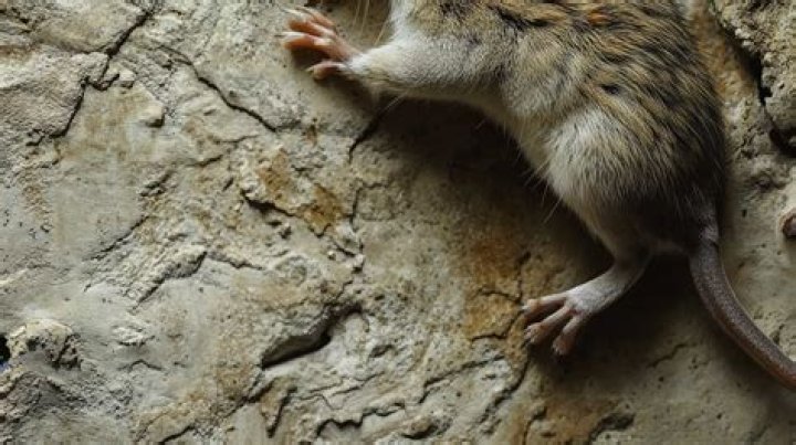 How do rats climb on counters?