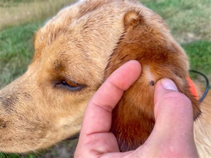 How do you remove a tick from a dog's eyelid?