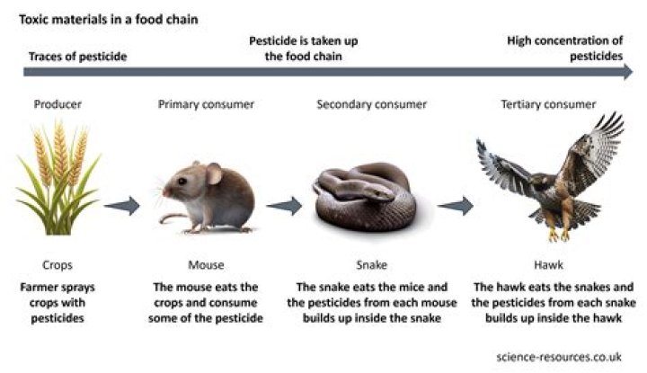 How does movement of toxic compounds take place in food chain?