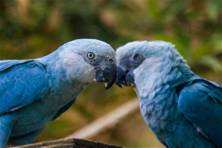 How many blue macaws are left?