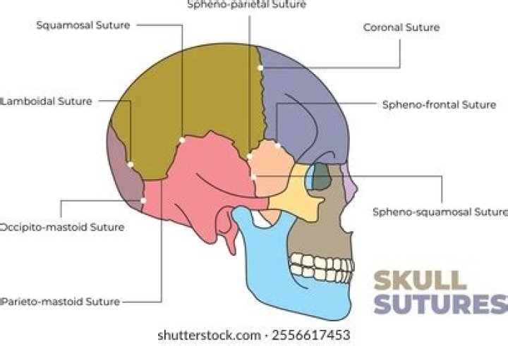 How many sutures are in the skull?