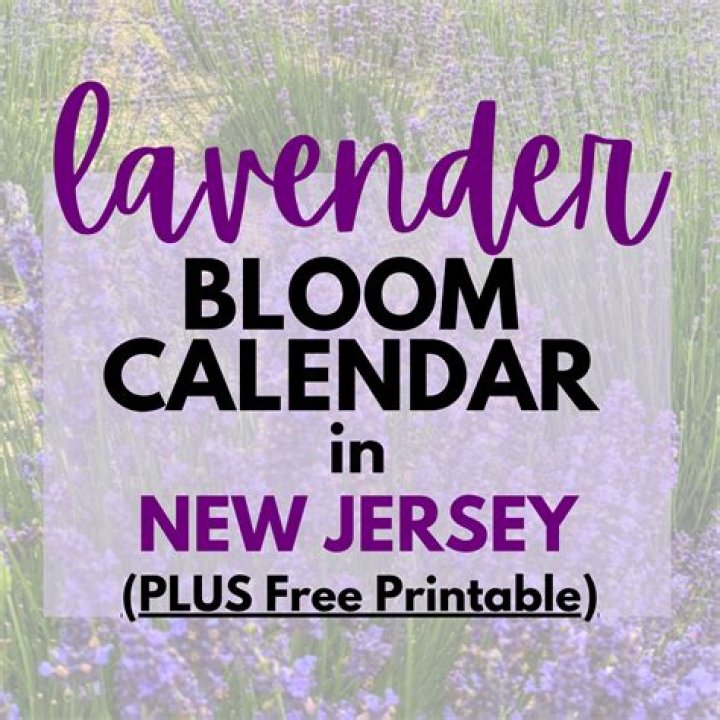 How many times a year does lavender bloom?