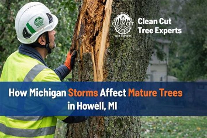How storms affect trees?