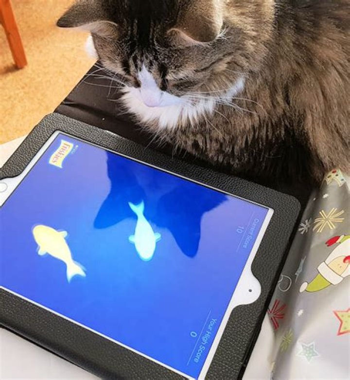 Is it cruel to keep cats inside?