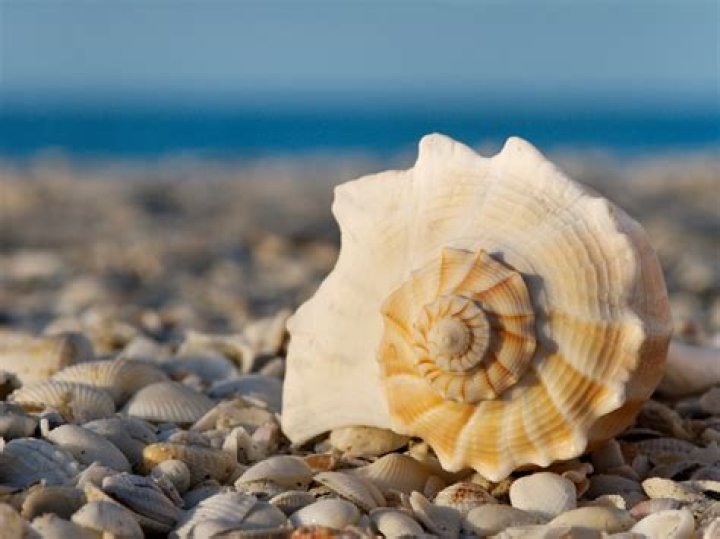 Is it illegal to take conch shells from the beach?