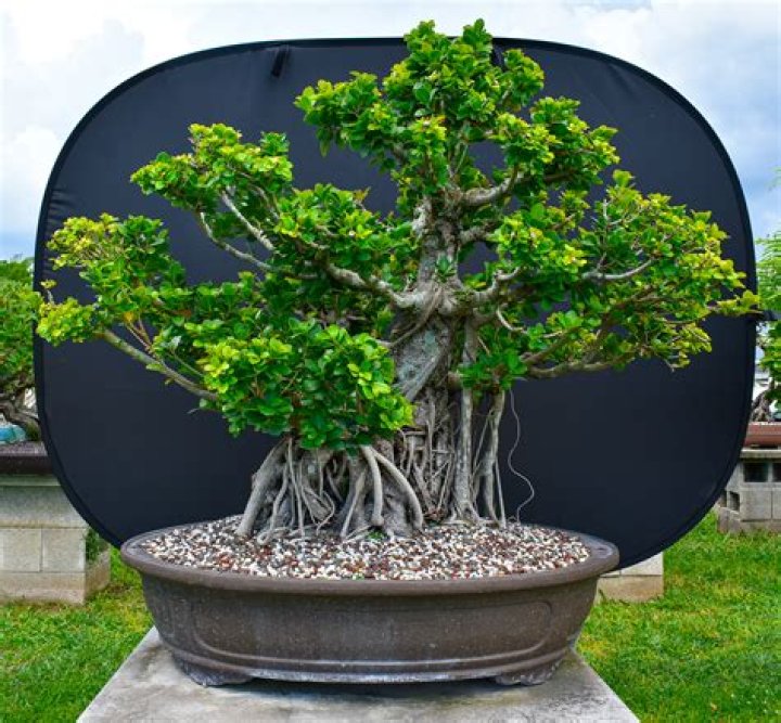 Is money tree A Ficus?