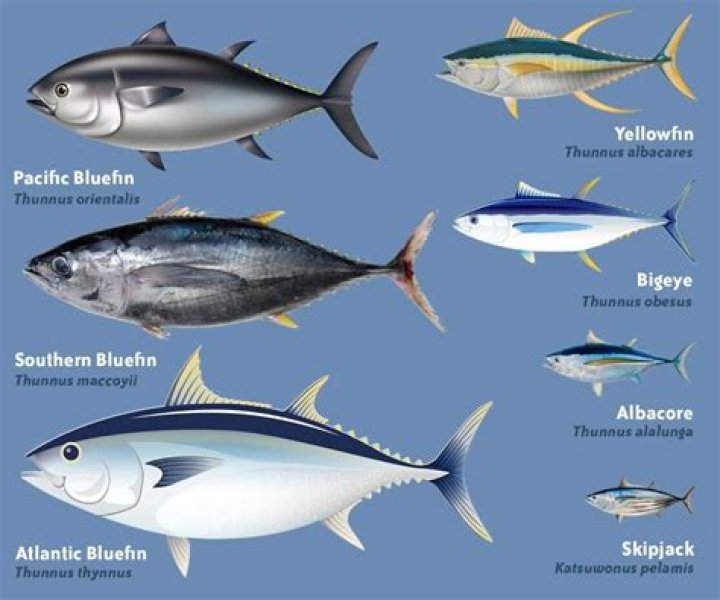 Is tuna fish good for IBS?