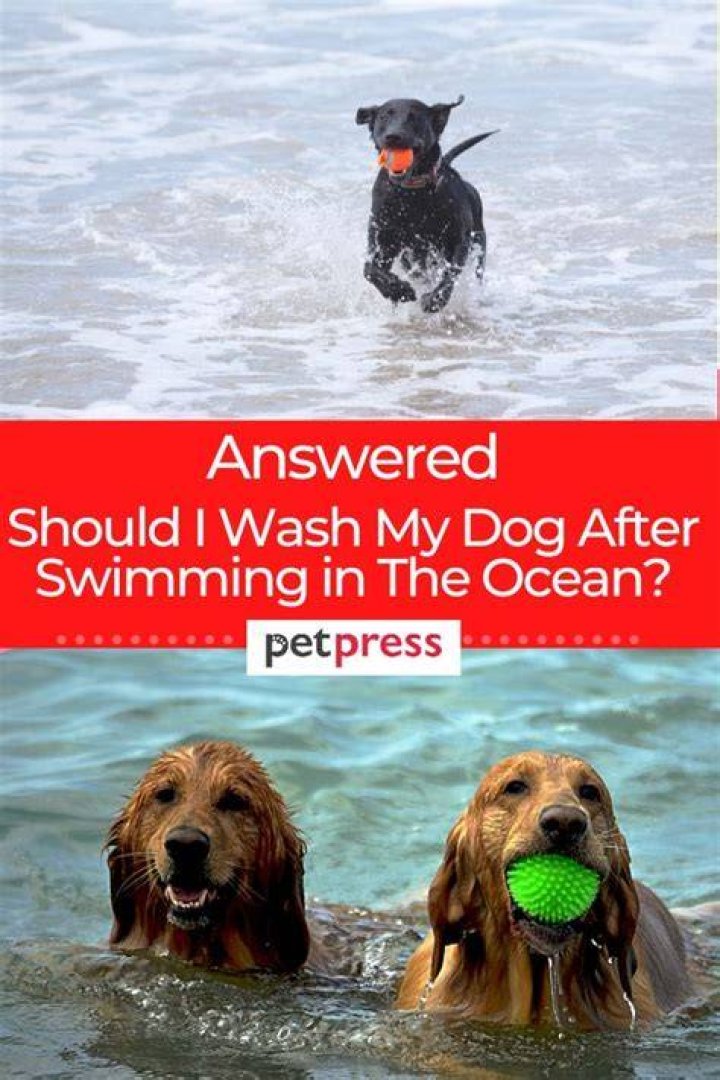 Should I wash my dog after swimming in the ocean?