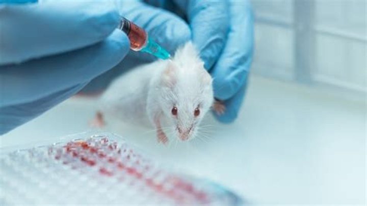 What animal is tested on the most?