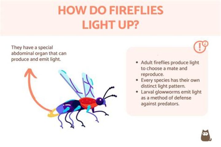 What are fireflies used for Genshin?