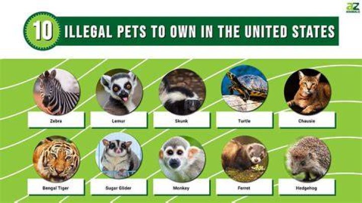 What are illegal pets in California?