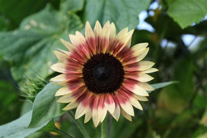 What are red sunflowers called?