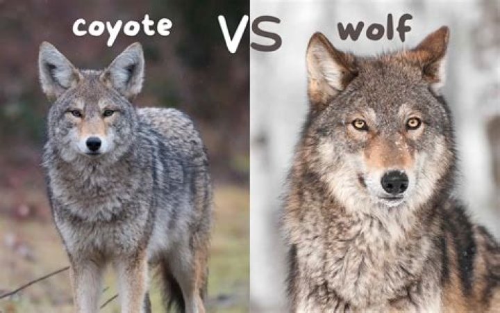 What do you do with a baby coyote?