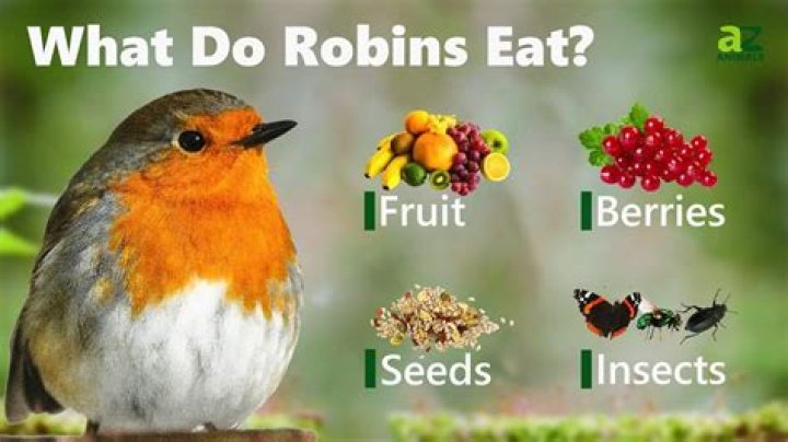 What fruit do robins eat?