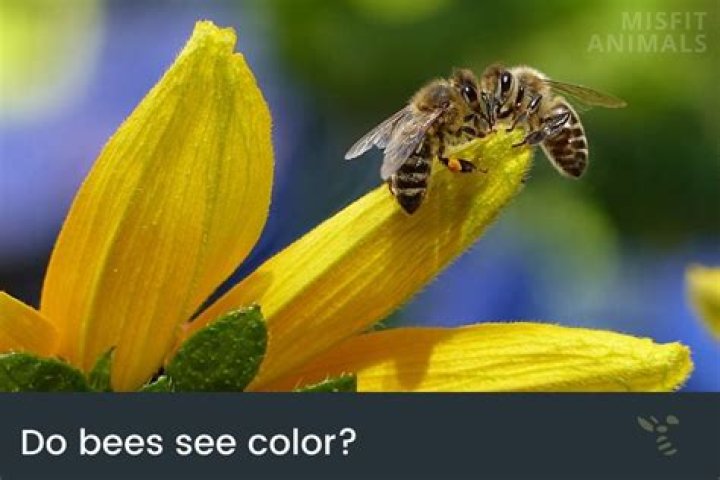 What invisible color can bees see?