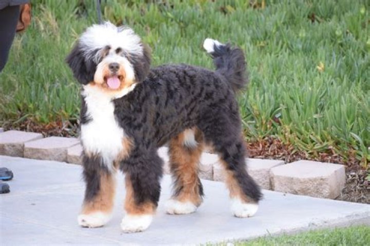 What is a teddy bear Bernedoodle?