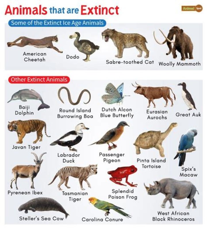 What is an animal with 1000 teeth?