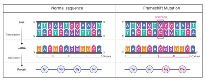 What is non frameshift?