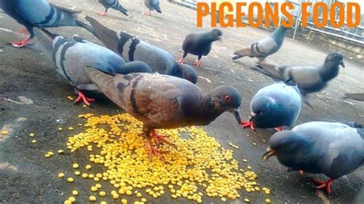What is pigeon Favourite food?