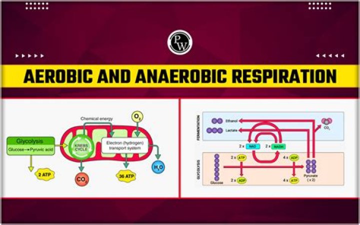 What is sighing respiration?