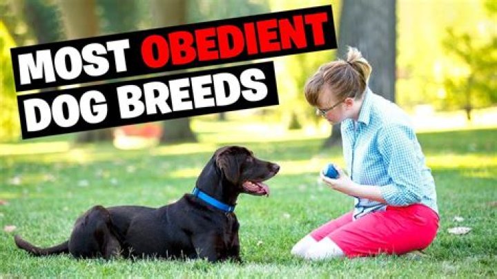 What is the best obedient dog?