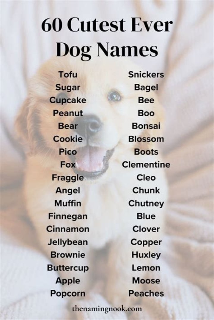 What is the cutest name for a girl dog?