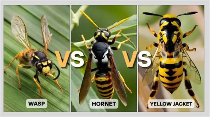 What is the difference in a hornet and yellow jacket?