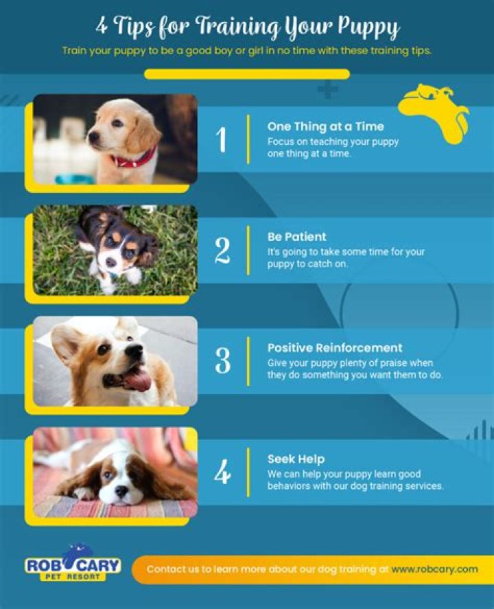 What is the first thing you should teach your puppy?