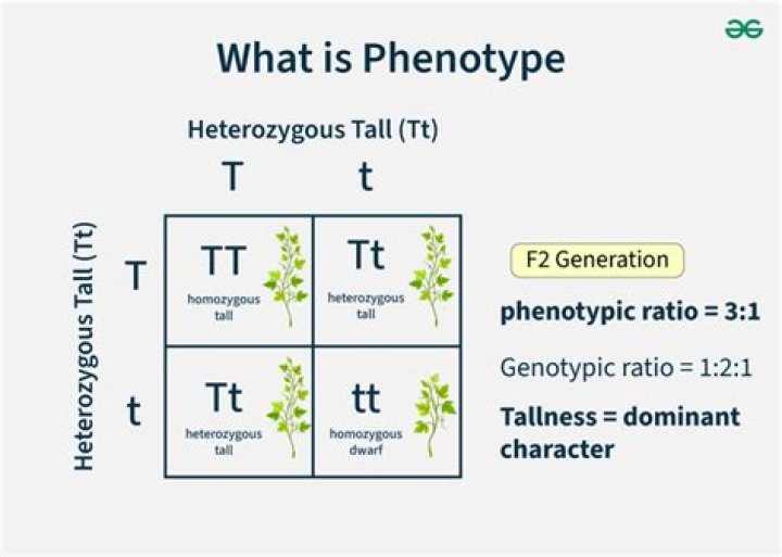 What is the MAOA genotype?