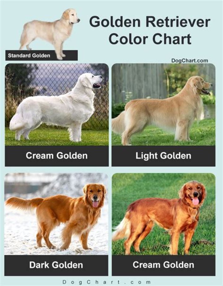 What is the rarest color of Golden Retriever?