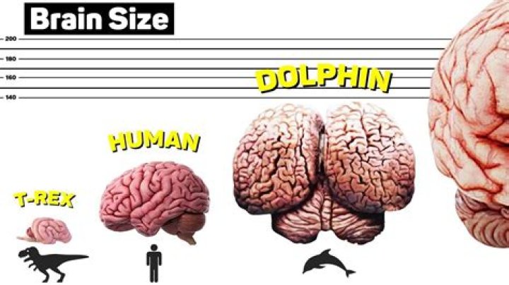 What is the size of my brain?