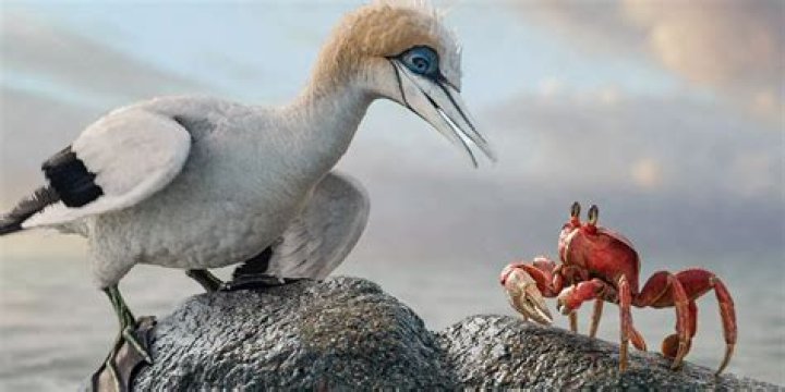What kind of bird is vah Medoh?