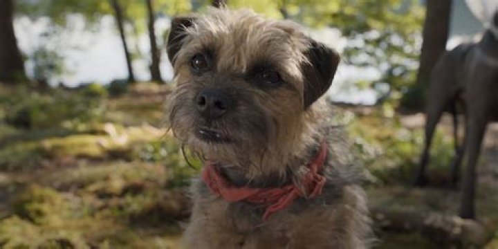 What kind of dog is Kong?