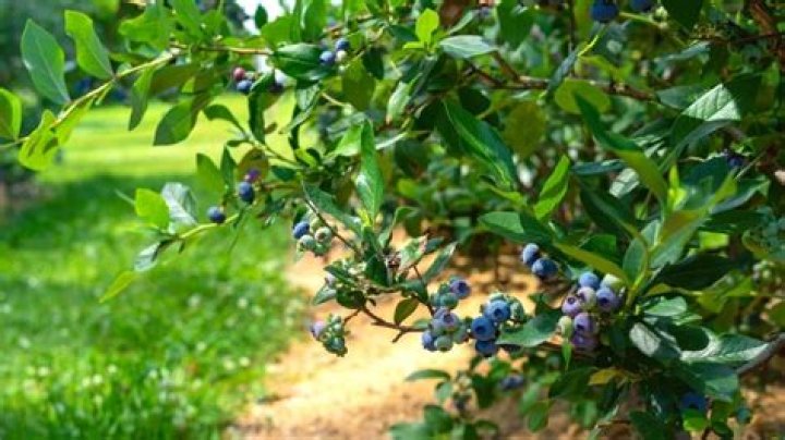 What should I plant between blueberry rows?