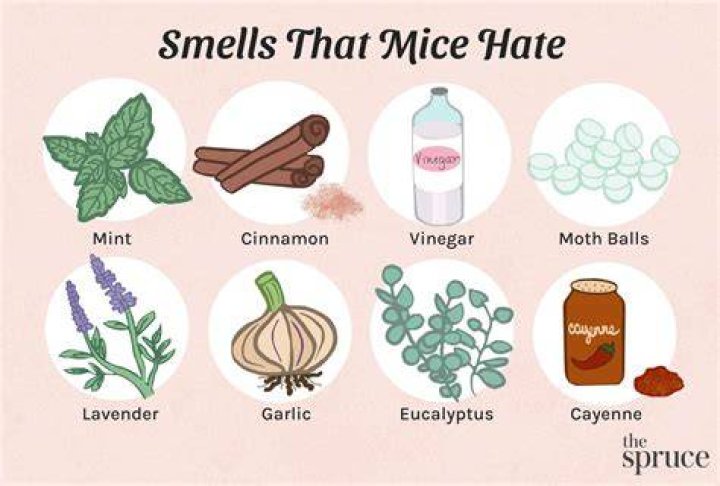 What smell deters mice?