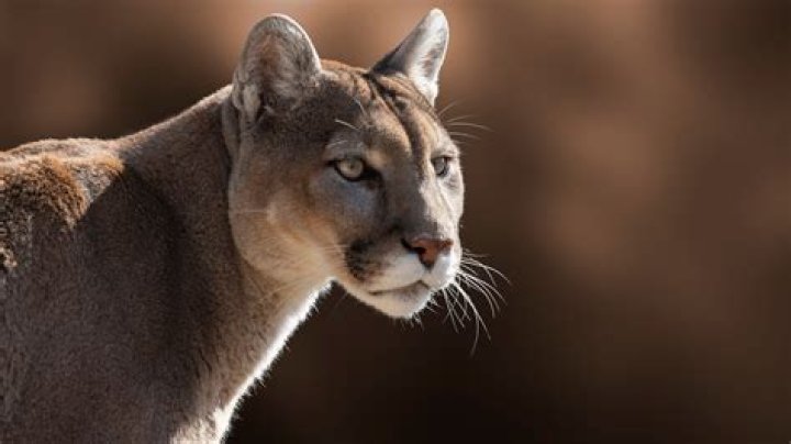 What state is known for Cougars?