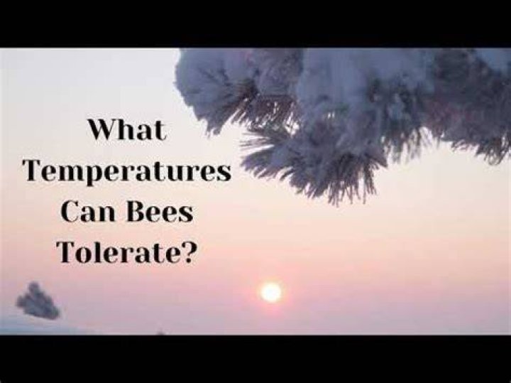 What temperature is too cold for bees?