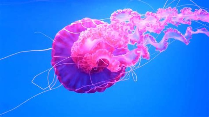 What time of year are jellyfish most active?