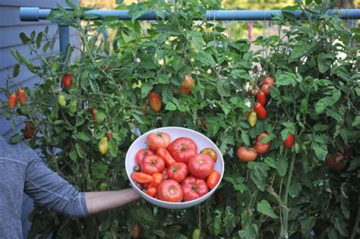 What to add when planting tomatoes?