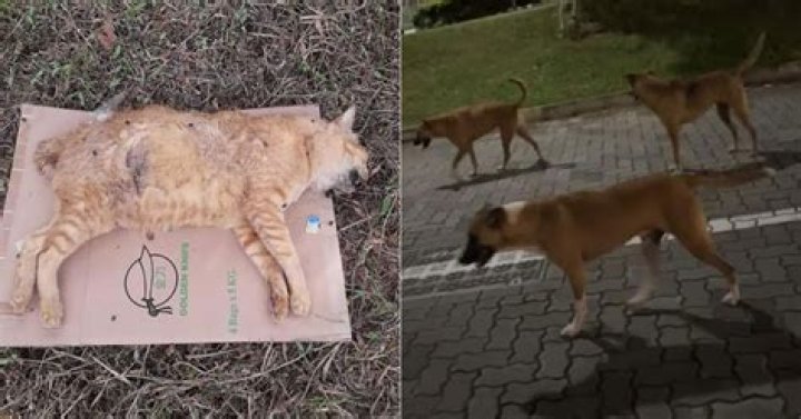 What to do with a dog that keeps killing cats?