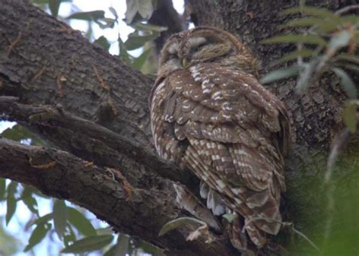 What trees do owls like?