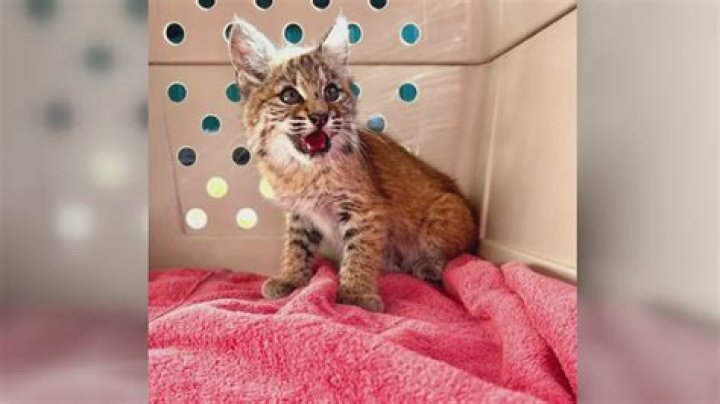 What will scare off a bobcat?