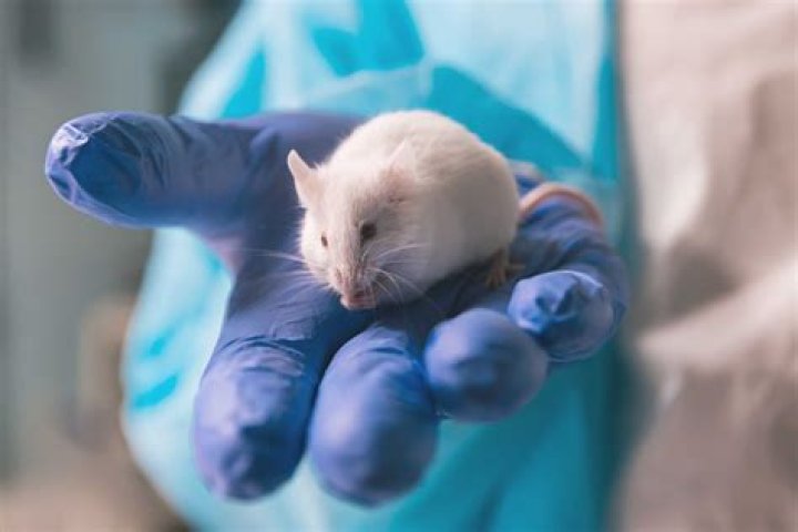 Why are mice eating my soap?